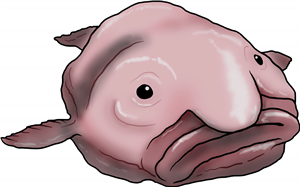 Blobfish