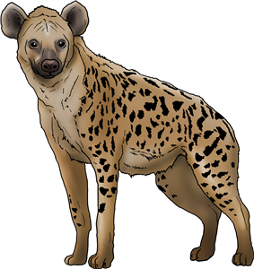 Hyena