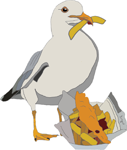 Cheeky Seagull