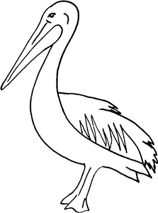 Pelican