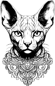 sphynx cat