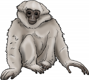 Silvery Gibbon