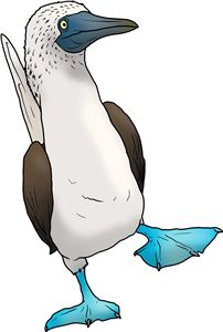 Blue Footed Booby Bird