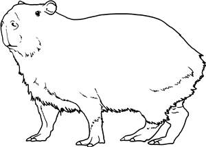 Capybara