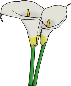 Calla Lilies