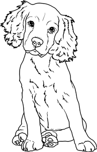 Cocker Spaniel Puppy