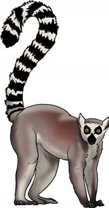Ring-Tailed Lemur