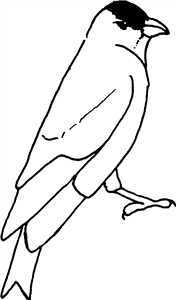 Goldfinch Bird