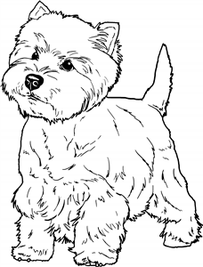 West Highland Terrier