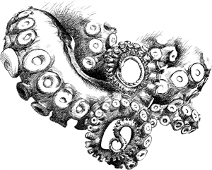 Octopus Tentacles