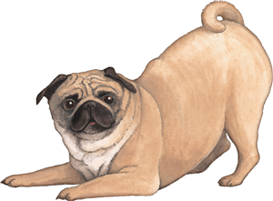 Playful Pug