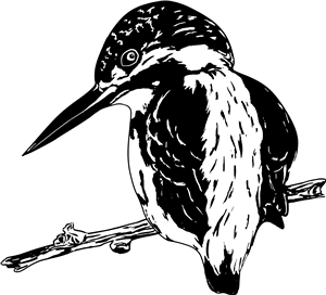 Kingfisher