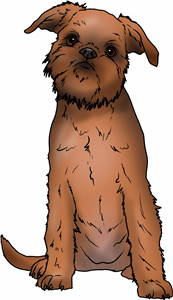 Brussels Griffon
