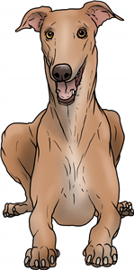 Greyhound