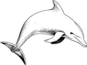dolphin