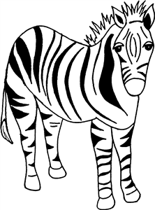 Zebra