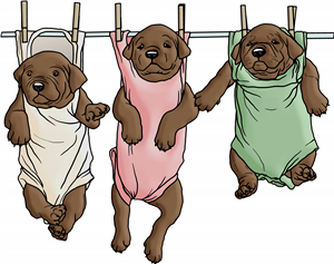 Puppies On Washing Line