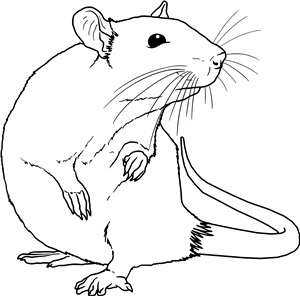 Sniffing Rat