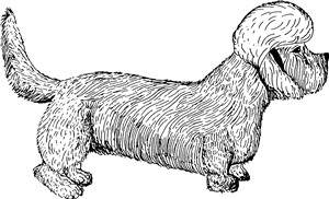 Dandie Dinmont Terrier