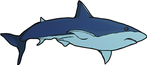 Shark
