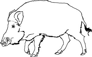 Wild Boar