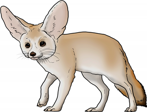 Fennec Fox