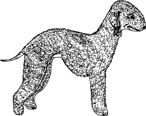 Bedlington Terrier