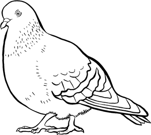 Pigeon