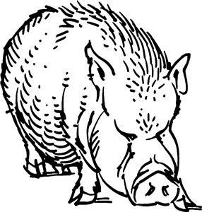 Wild Boar