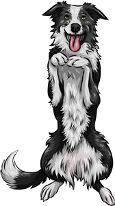 Border Collie