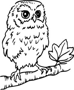 Tawny Owl