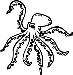 Octopus