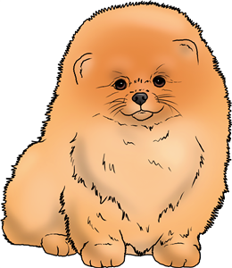 Pomeranian Puppy