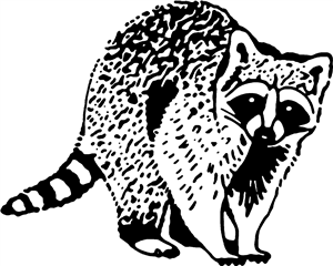 Racoon