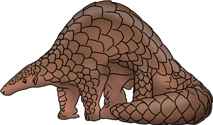 Pangolin
