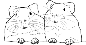 Guinea Pigs