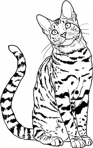 Bengal Cat