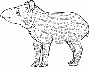 Baby Tapir