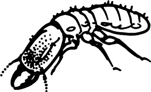 Termite