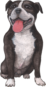 Staffordshire Bull Terrier