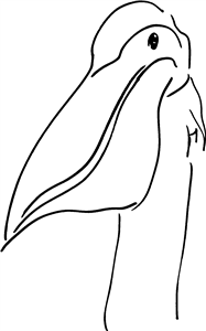 Pelican Bird