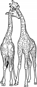 Cuddling Giraffes