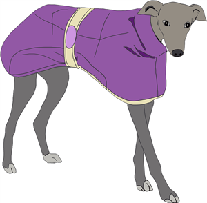 Greyhound With Coat