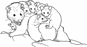 Opossum With Joeys