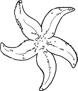 Detailed Starfish