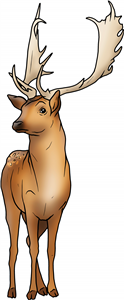 Fallow Deer