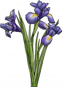 Blue Iris Flowers