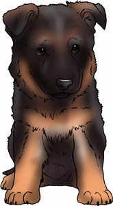 German Shepherd Puppy