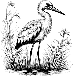 Stork