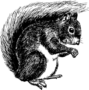 Squirrel